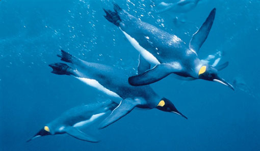 emperor penguins swimming