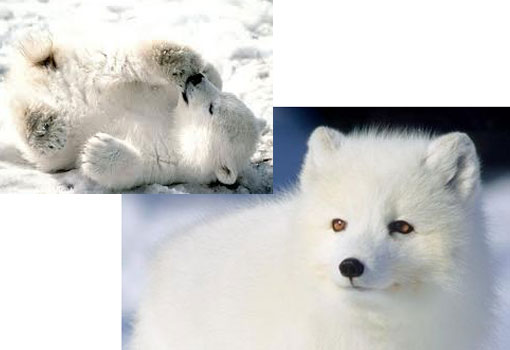 endangered species: arctic fox and polar bear