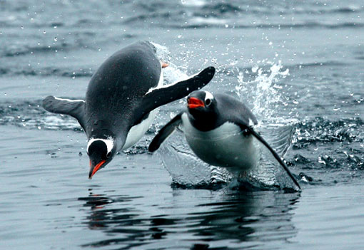 Gentoo penguins jumping out of the water