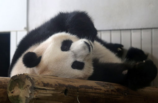 Shin Shin rested at Ueno Zoo in Tokyo last month. The zoo announced on June 25 that Shin Shin had shown signs of pregnancy