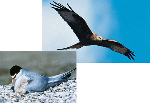 top: a red kite, one of several species of Scottish birds of prey to have been found dead from poisoning; bottom: endangered species California Least Tern