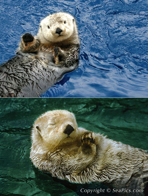 Sea otters eat sea urchins, protect kelp forests that trap CO2 from