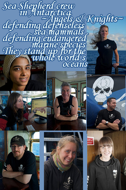 Sea Shepherd crew in Antarctica
