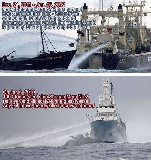 Top: the Steve Irwin in action against Japanese whaling boat Nisshin Maru; Bottom: Ady Gil is rammed and run over by Shonan Maru No. 2.