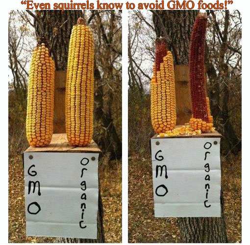 ’even squirrels know to avoid GMO foods!’