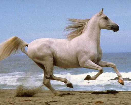white horse trotting on beach