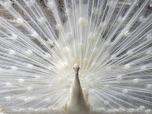 white peacock in full display