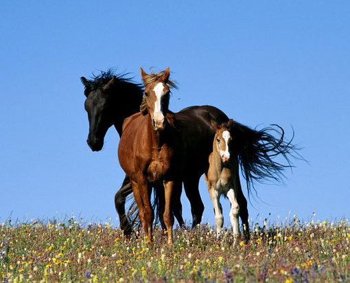 wild horses in Montana's Pryor Mountains run through a field of wildflowers