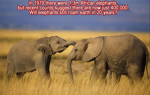 In 1979 there were 1.3m African elephants, but recent counts suggest there are now just 400,000. Will elephants still roam earth in 20 years?