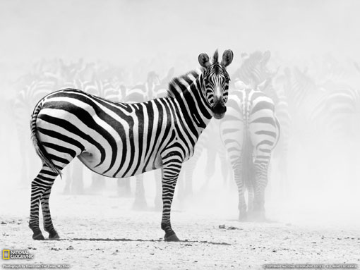 zebras in black and white photo