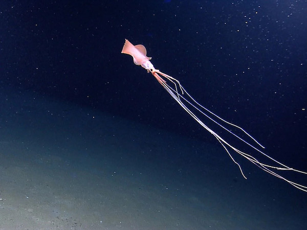 Life in the deep blue sea: same researchers who discovered deepest-dwelling octopus and jellyfish dive for sunken wreck and find deepest-dwelling squid