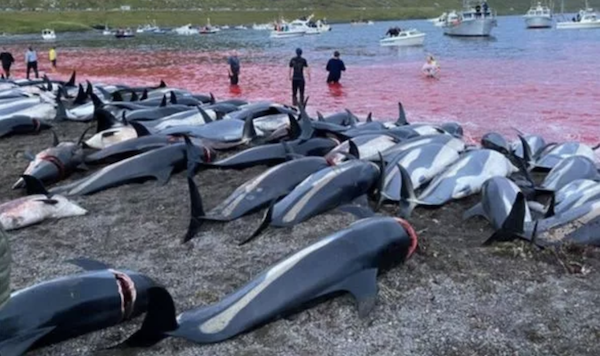 Will someone invent a device to warn dolphins to steer clear of Faroe Islands?  1,428 sea mammals killed turning sea red in largest slaughter ever recorded