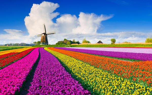 Spring Tulips in Holland: over 7 million bulbs in Keukenhof Park, annual flower festival in Amsterdam