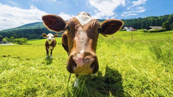 How much for a burp? New Zealand to tax cattle emissions