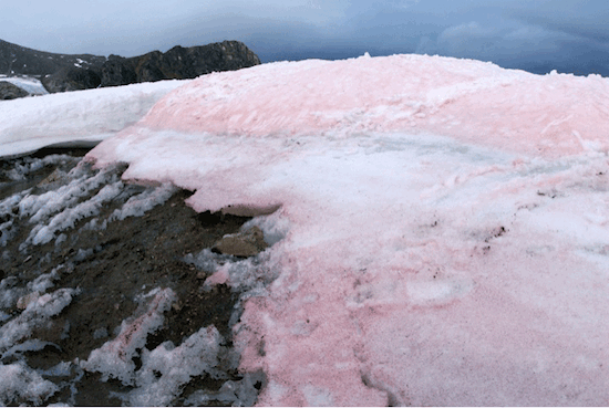 Mysterious "watermelon snow": what's turning Arctic snow pink?